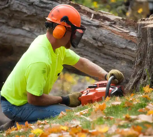 tree services Mountain Lake Park